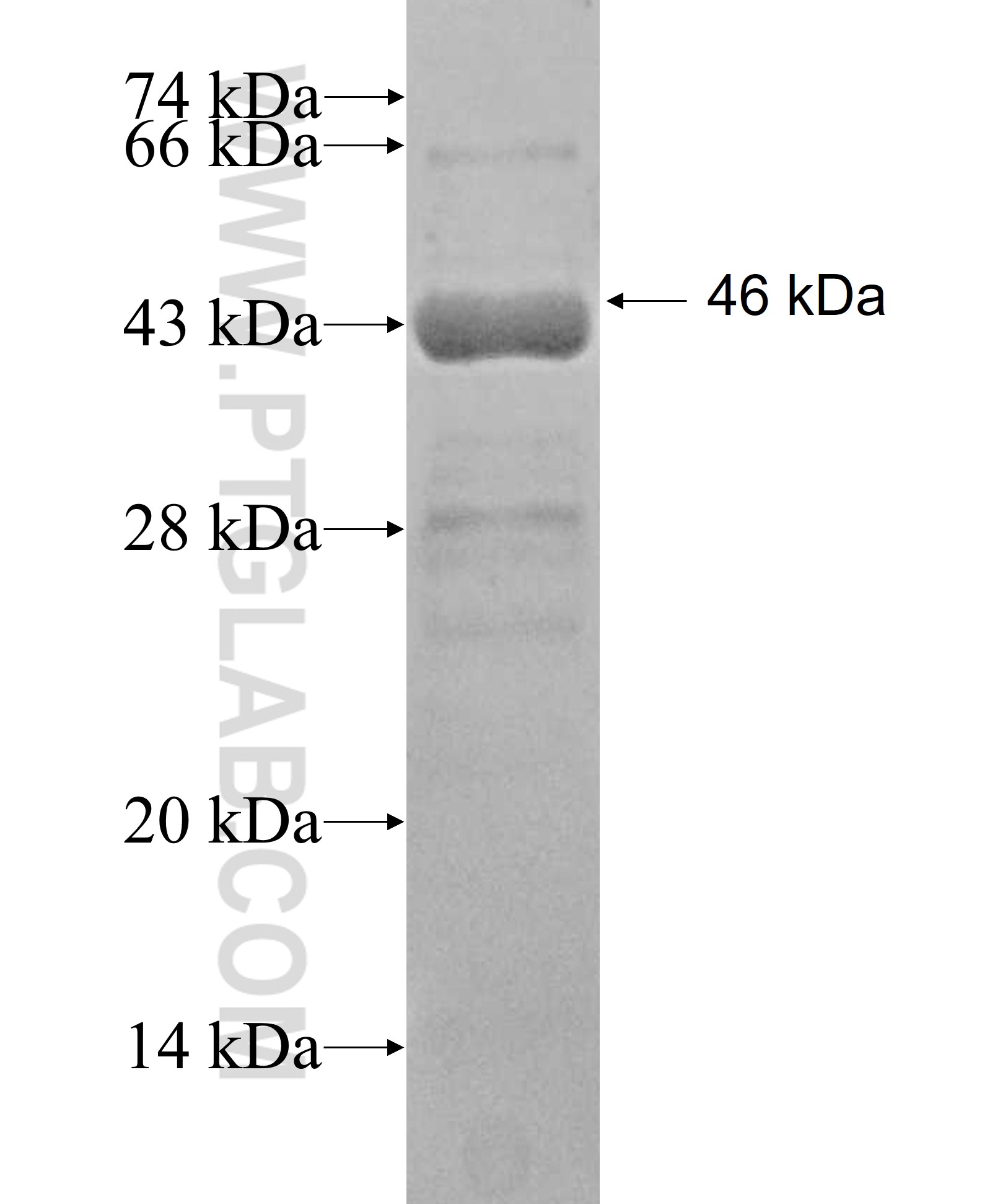 NOL6 fusion protein Ag8368 SDS-PAGE