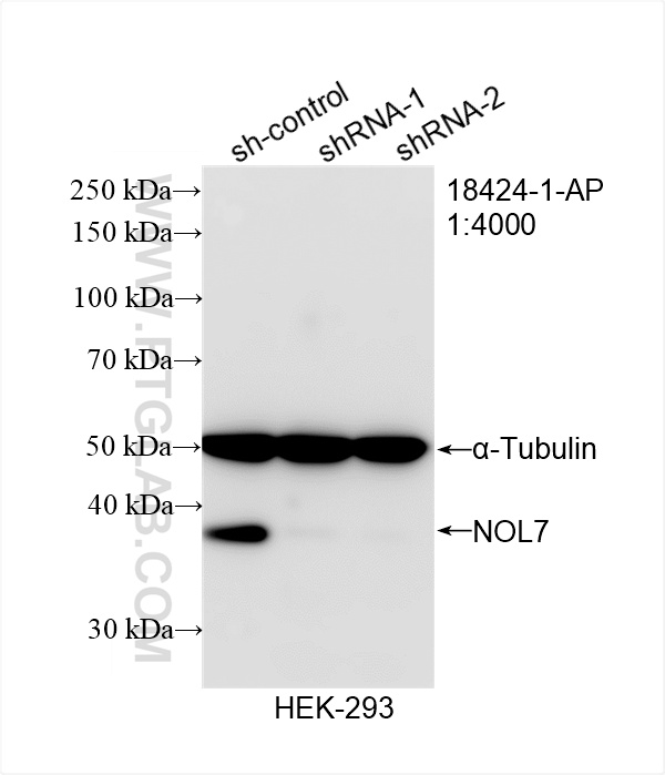 WB analysis of HEK-293 using 18424-1-AP