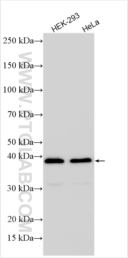WB analysis using 18424-1-AP