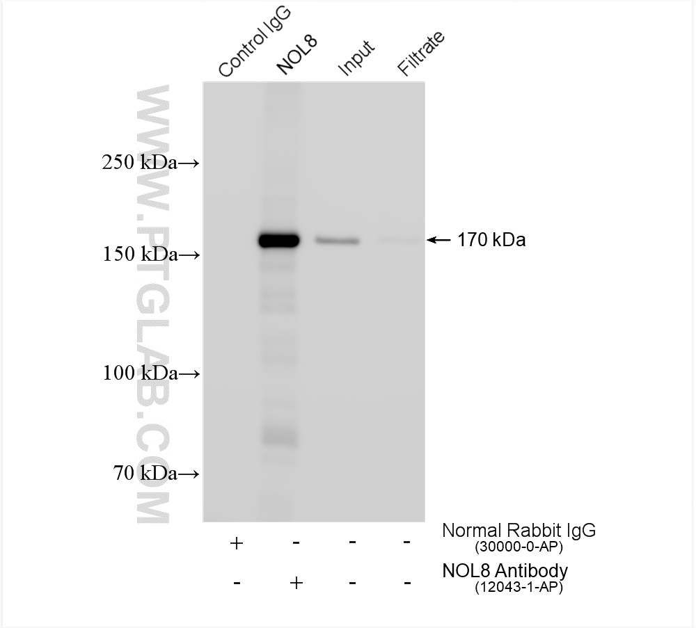 IP experiment of COLO 320 using 12043-1-AP