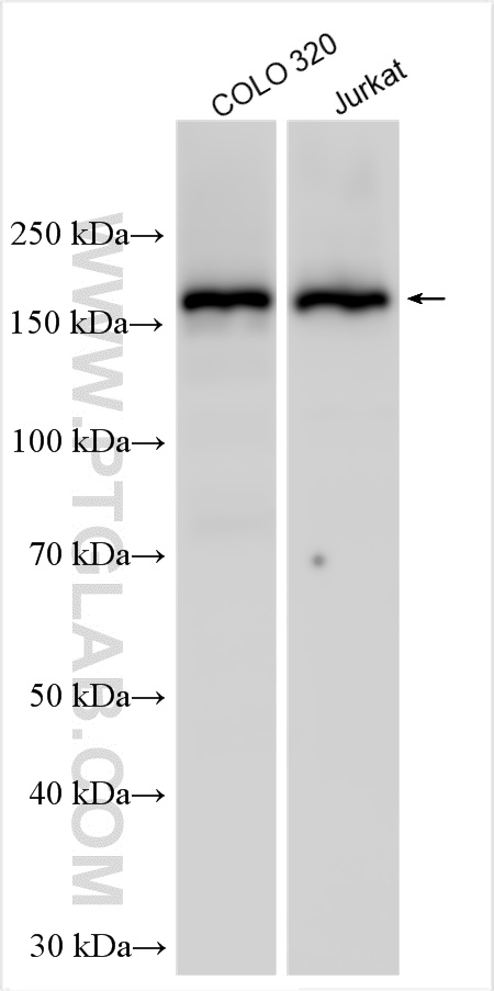 WB analysis using 12043-1-AP