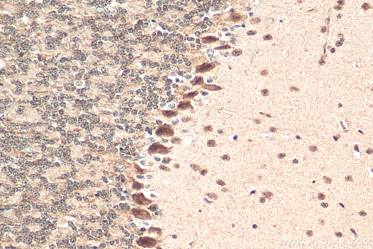 IHC staining of mouse cerebellum using 29798-1-AP