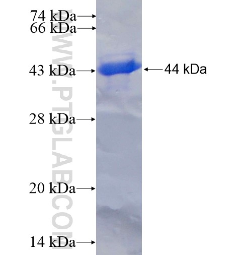 NOMO1 fusion protein Ag12045 SDS-PAGE