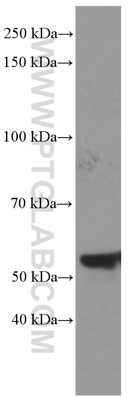 WB analysis of C2C12 using 66361-1-Ig