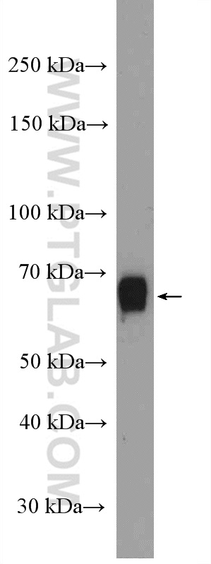 WB analysis of NIH/3T3 using 18181-1-AP