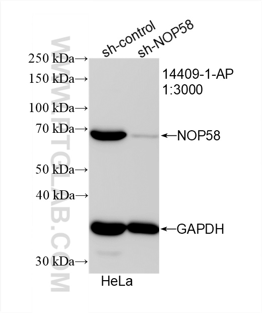 WB analysis of HeLa using 14409-1-AP