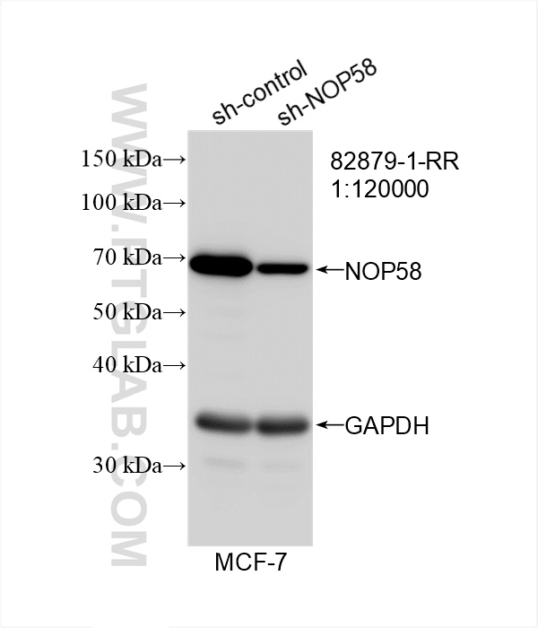 WB analysis of MCF-7 using 82879-1-RR