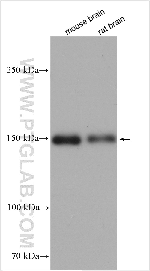 WB analysis using 29231-1-AP