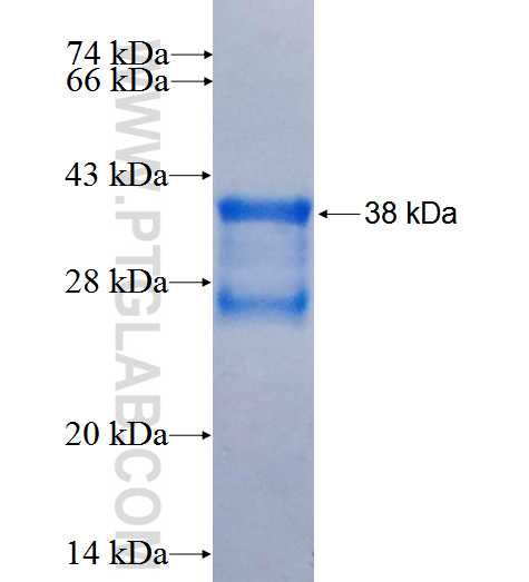 NOS3 fusion protein Ag25712 SDS-PAGE