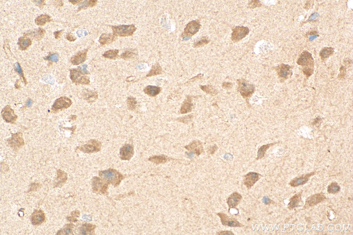 IHC staining of mouse brain using 20687-1-AP