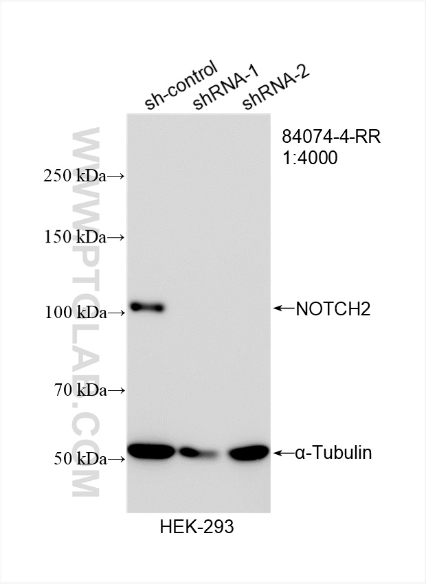 WB analysis of HEK-293 using 84074-4-RR (same clone as 84074-4-PBS)