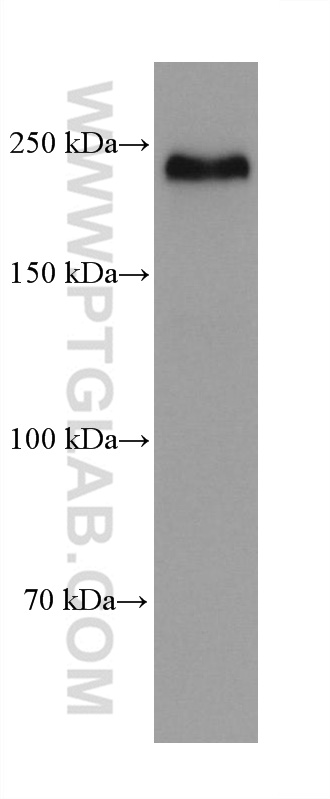 WB analysis of hTERT-RPE1 using 68212-1-Ig