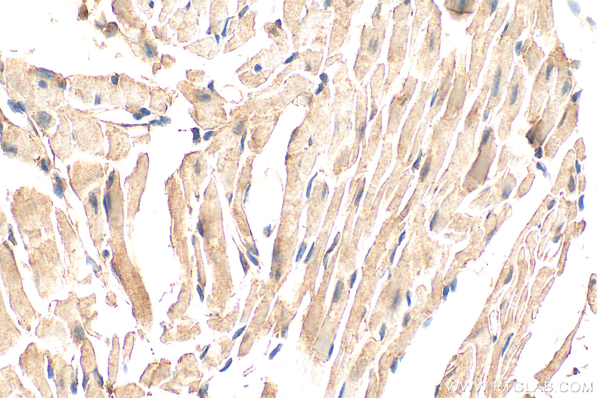 IHC staining of mouse heart using 33280-1-AP