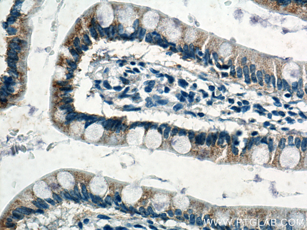 IHC staining of human small intestine using 66956-1-Ig