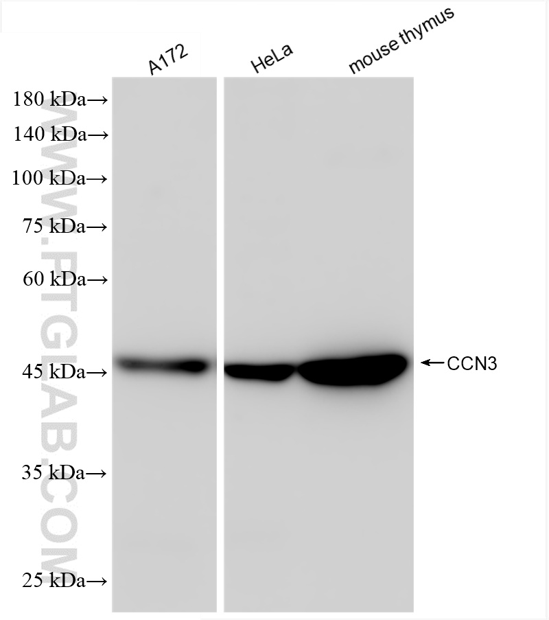 WB analysis using 85731-1-RR
