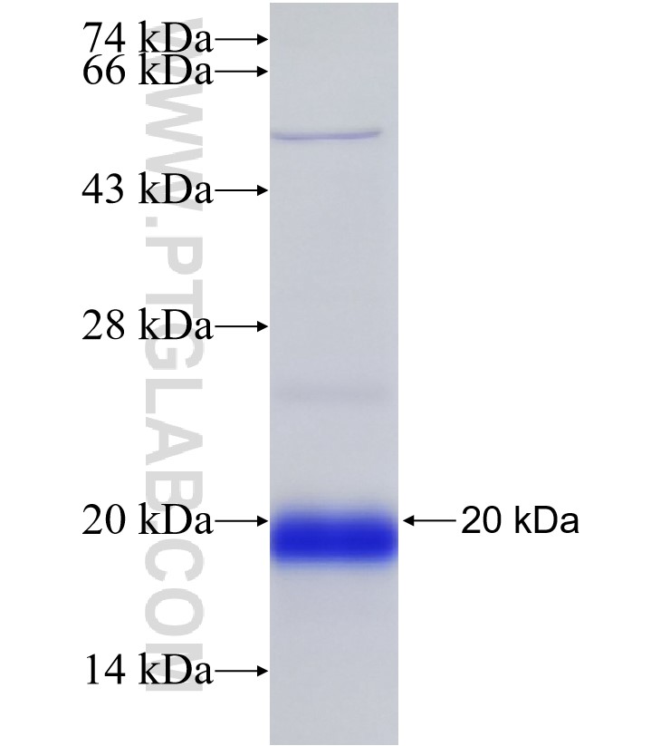 NOV fusion protein Ag30138 SDS-PAGE