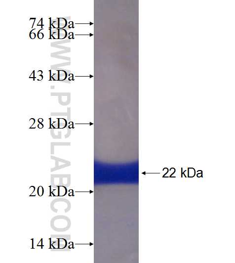 NOX5 fusion protein Ag18673 SDS-PAGE