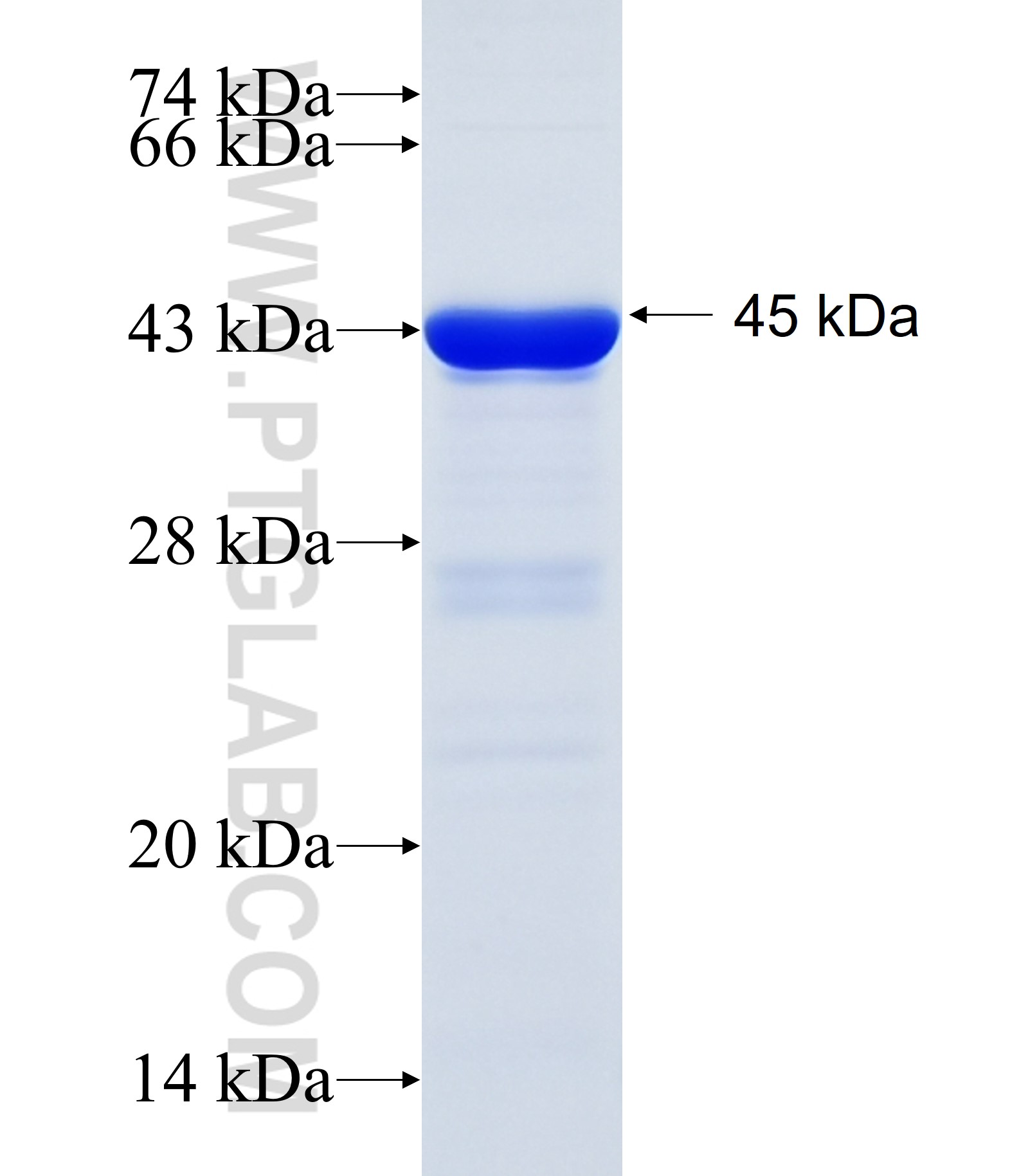 NPAT fusion protein Ag34233 SDS-PAGE