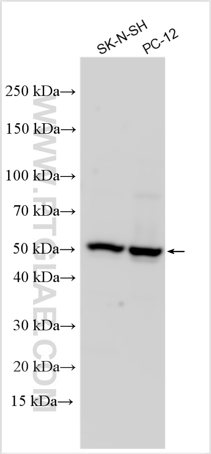 WB analysis using 23415-1-AP