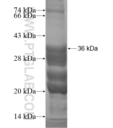 NPFFR1 fusion protein Ag20057 SDS-PAGE NPFFR1 fusion protein Ag20057 SDS-PAGE