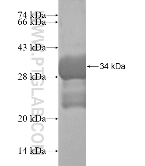 NPFFR2 fusion protein Ag20108 SDS-PAGE NPFFR2 fusion protein Ag20108 SDS-PAGE