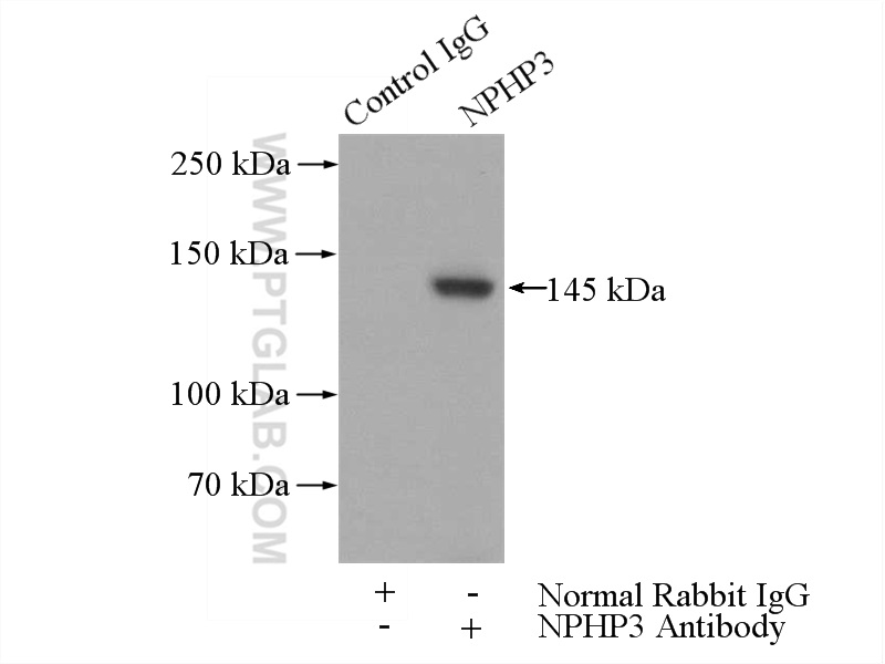 IP experiment of mouse testis using 22026-1-AP