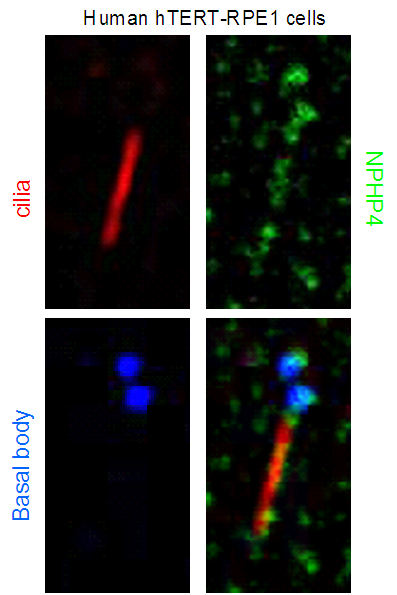 IF Staining of hTERT-RPE1 cells using 13812-1-AP