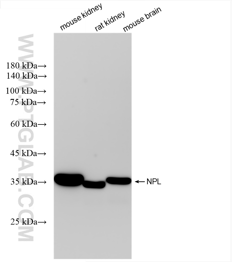WB analysis using 85608-3-RR (same clone as 85608-3-PBS)