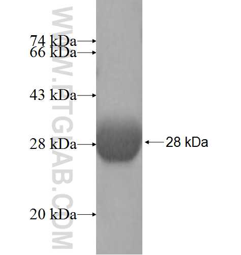 NPL fusion protein Ag9932 SDS-PAGE NPL fusion protein Ag9932 SDS-PAGE
