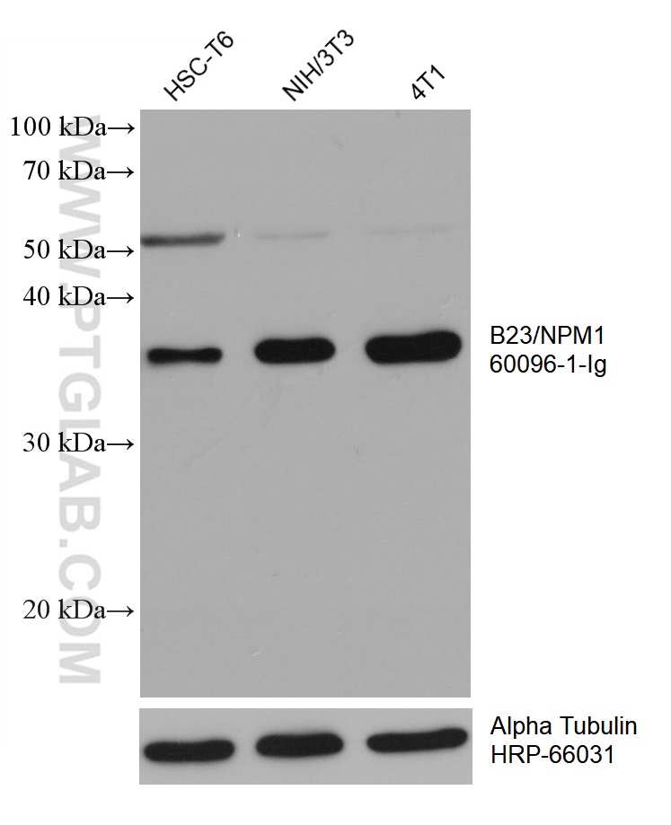 WB analysis using 60096-1-Ig