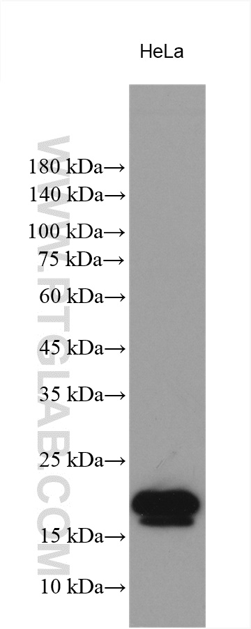 WB analysis using 11960-1-AP