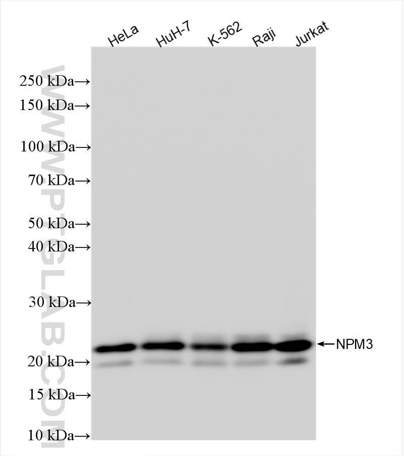 WB analysis using 85156-4-RR (same clone as 85156-4-PBS)