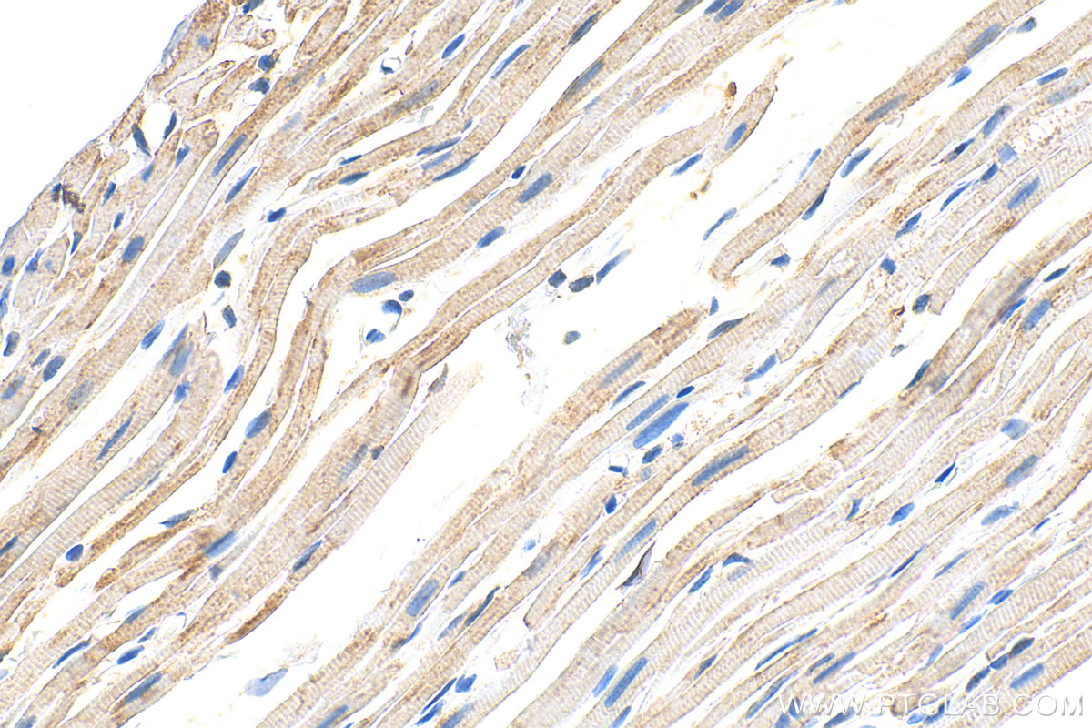 IHC staining of rat heart using 29352-1-AP