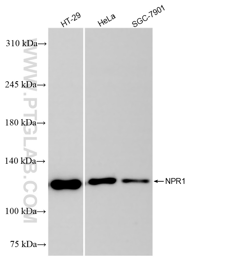 WB analysis using 84043-1-RR