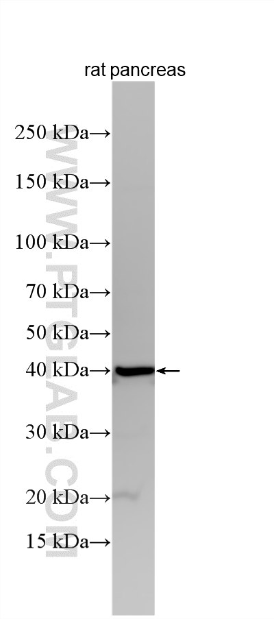 WB analysis using 10157-1-AP