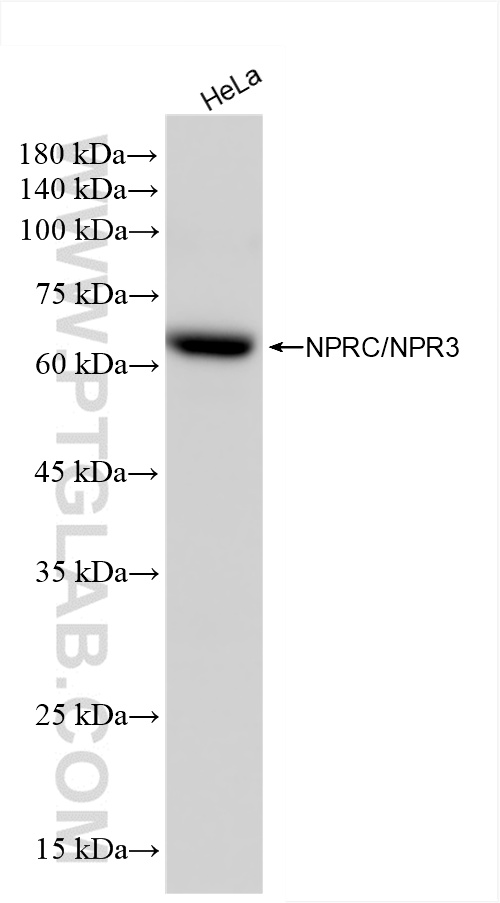 WB analysis of HeLa using 86206-1-RR