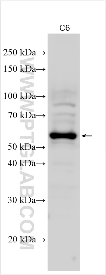 WB analysis of C6 using 28022-1-AP