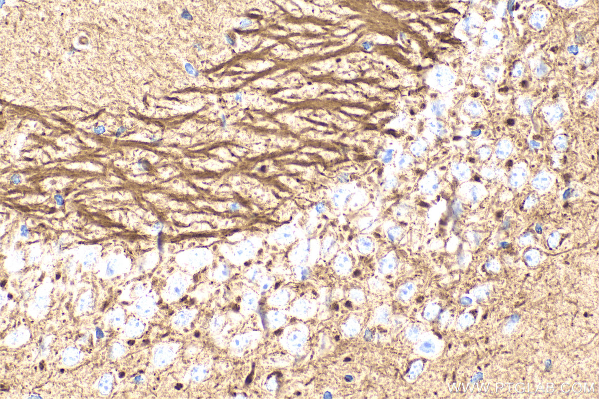 Immunohistochemical analysis of paraffin-embedded mouse brain tissue slide using <a class='green' href='/productredirect?CatalogNo=68709-1-Ig' target='_blank'>68709-1-Ig</a> (NPTX2 antibody) at dilution of 1:1000 (under 40x lens). Heat mediated antigen retrieval with Tris-EDTA buffer (pH 9.0). This data was developed using the same antibody clone with 68709-1-PBS in a different storage buffer formulation. IHC staining of mouse brain using 68709-1-Ig (same clone as 68709-1-PBS)