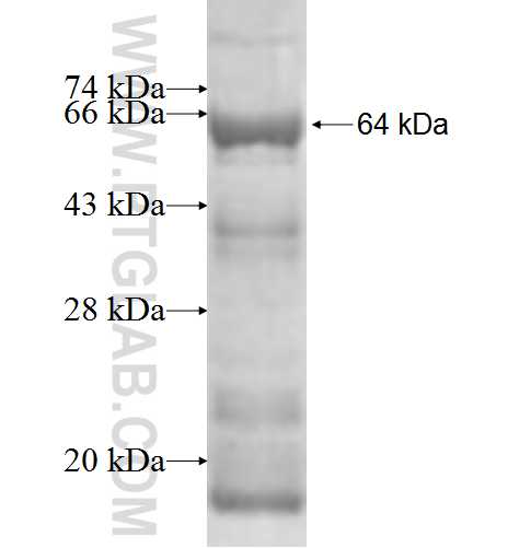 NPTX2 fusion protein Ag1326 SDS-PAGE
