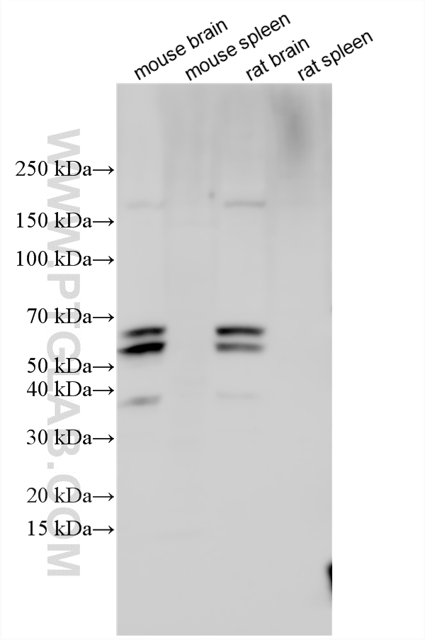 WB analysis using 24807-1-AP