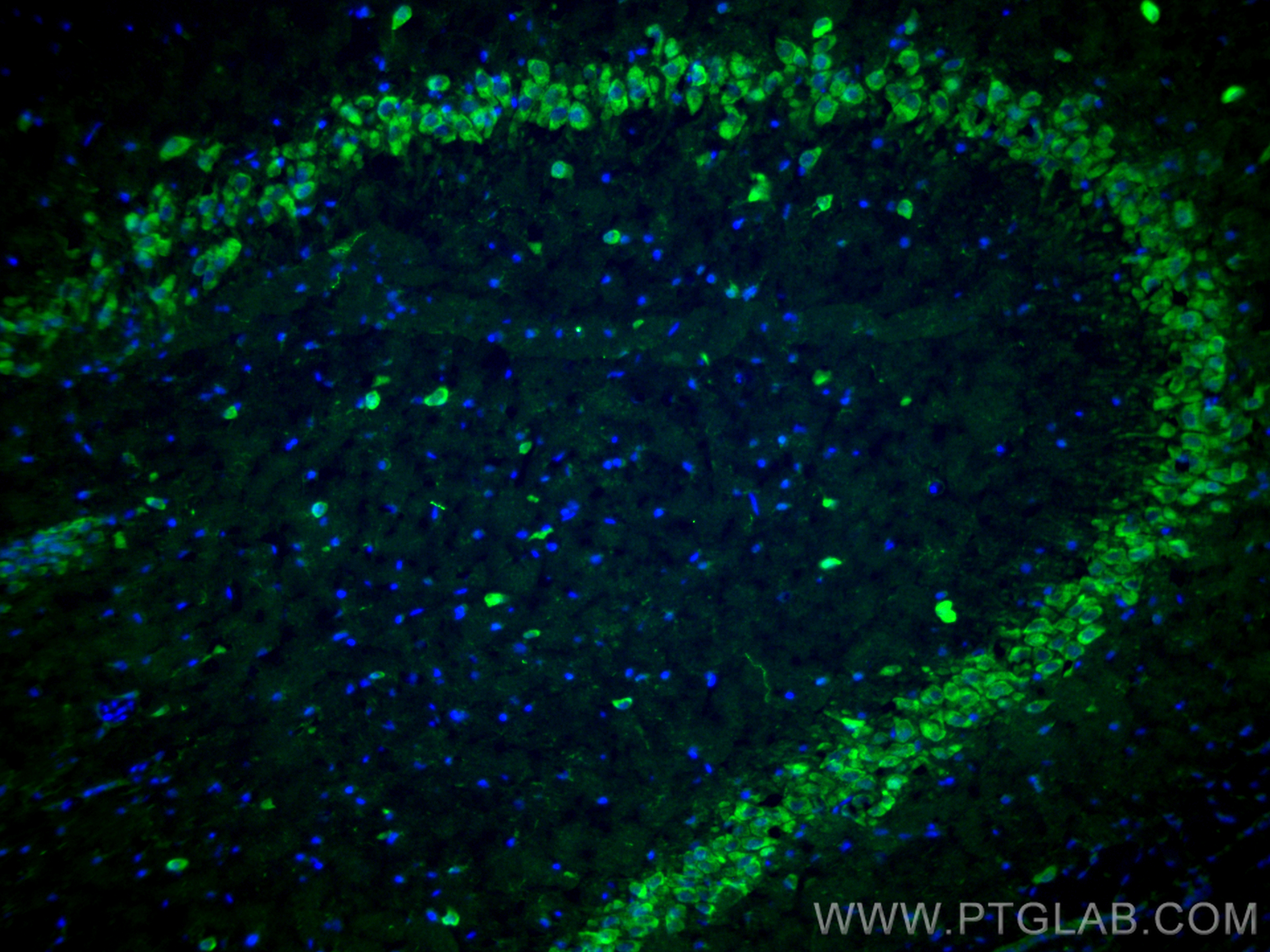 IF Staining of rat brain using 12833-1-AP