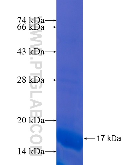 NPY fusion protein Ag21593 SDS-PAGE