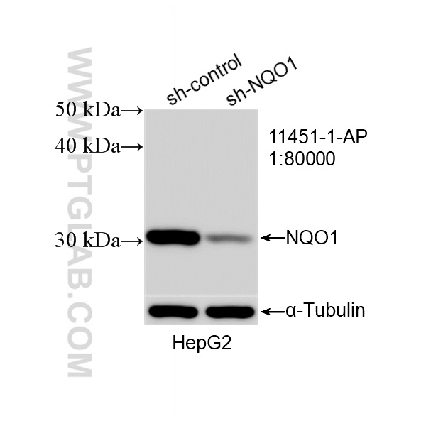 WB analysis of HepG2 using 11451-1-AP WB analysis of HepG2 using 11451-1-AP