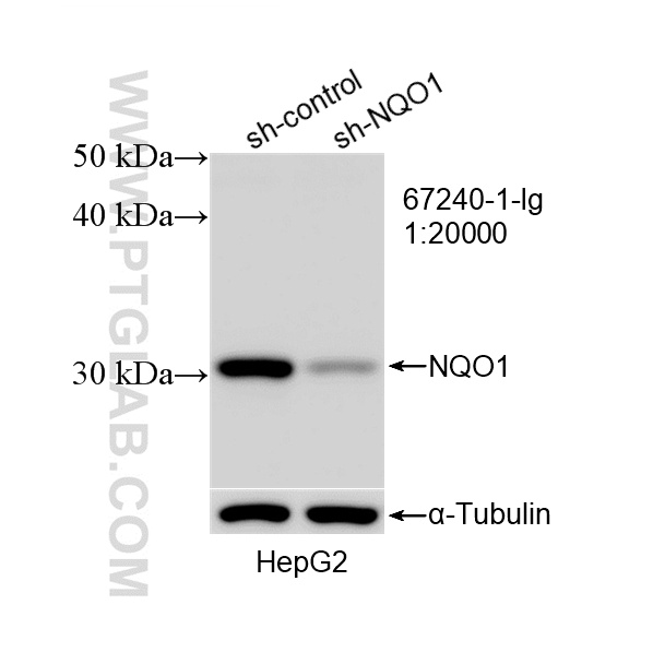 WB analysis of HepG2 using 67240-1-Ig WB analysis of HepG2 using 67240-1-Ig