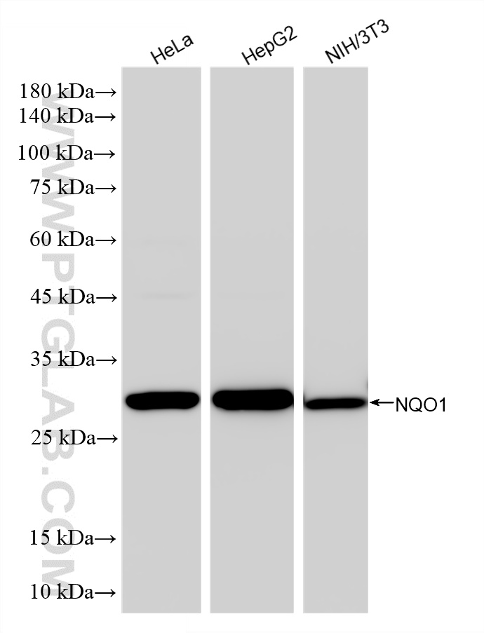 WB analysis using 86693-2-RR WB analysis using 86693-2-RR