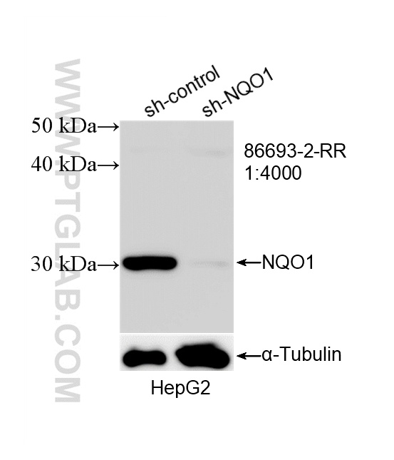 WB analysis of HepG2 using 86693-2-RR WB analysis of HepG2 using 86693-2-RR