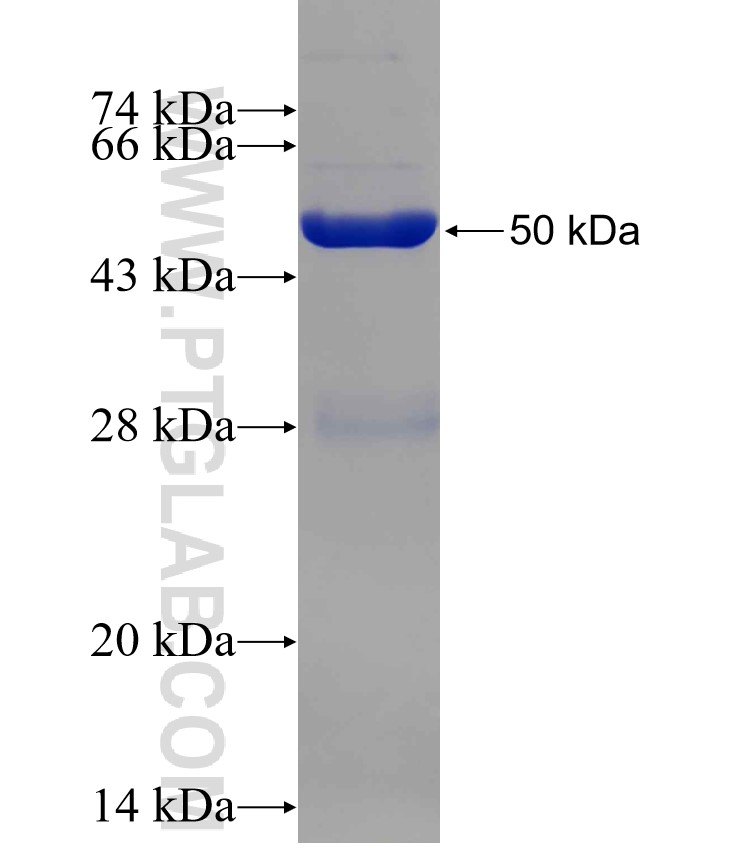 NQO2 fusion protein Ag8403 SDS-PAGE