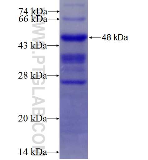 NR1D1 fusion protein Ag6061 SDS-PAGE NR1D1 fusion protein Ag6061 SDS-PAGE