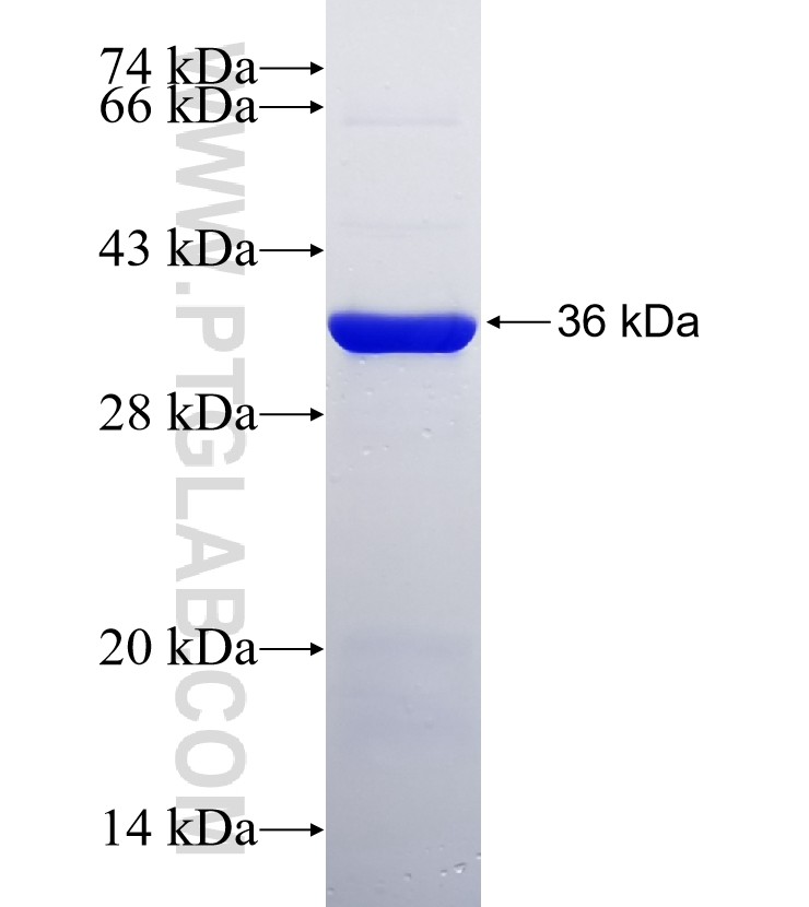 NR1H3 fusion protein Ag6184 SDS-PAGE