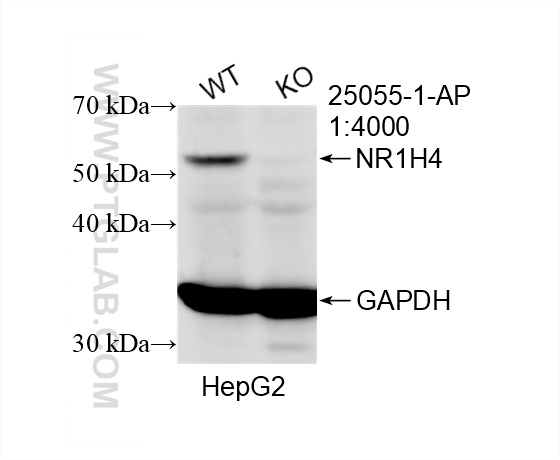 WB analysis of HepG2 using 25055-1-AP